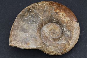 Ammoniten 3528